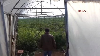 Antalya Gazipaşa'da Serada Zencefil Üretimi Yapıldı