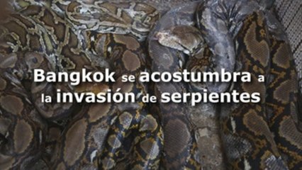 Bangkok planta cara a la invasión de serpientes