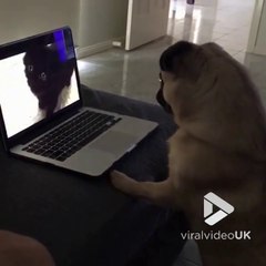 Ce chien est attendrit en regardant une vidéo de chaton sur l'ordinateur !