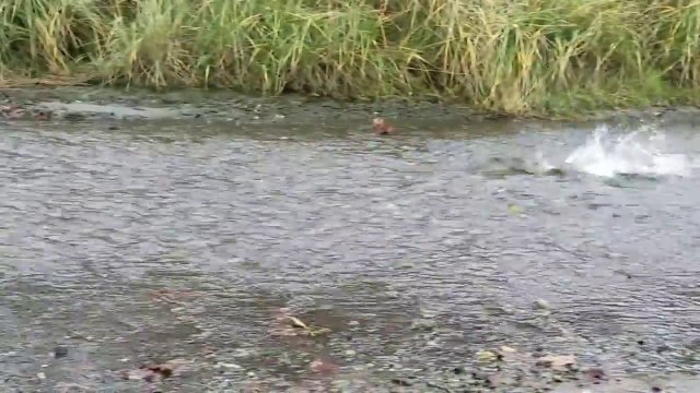 Ce saumon remonte une rivière quasiment sans eau !