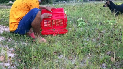 Amazing Plastic Basket Bird Trap in Cambodia - The Best Bird Trap (That Work 100)