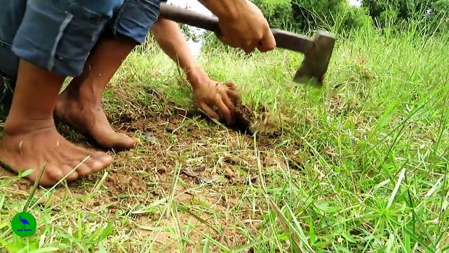 Awesome Quick Duck Trap Using Paiute Deadfall Trap - How To Make Duck With Paiute Deadfall Work 100%