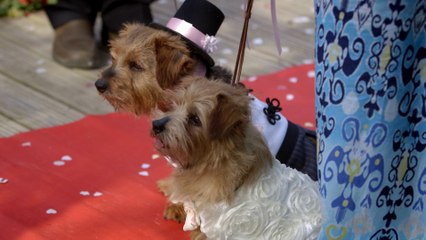 Ronnie's Animal Crackers, Episode 3