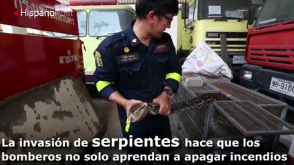 Bangkok se acostumbra a la invasión de serpientes