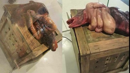 Karachi ke samandar se milney wali aik ajeeb o ghareeb makhlooq kie asal haqiqat