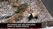 Un panda fait des roulades trop mignonnes dans la neige