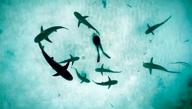 Les images magnifiques d'un plongeur couché au fond de l'eau entouré de requins !
