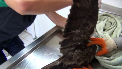 Uçamayan şahin tedaviye alındı - MUĞLA