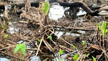 Kongo havzasında devasa karbon rezervleri