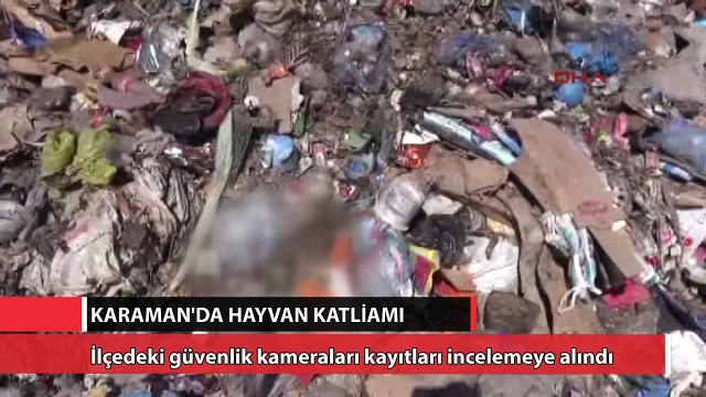 Karaman Sarıveliler’deki bütün sokak hayvanları katledildi