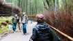 Man takes walk in 'magical' bamboo forest in Kyoto