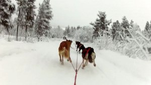 Dogs, Sleds, and Waves? | The Original Nitro Circus Live