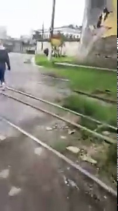 Vegana pede desculpa aos bois por não conseguir salvá-los