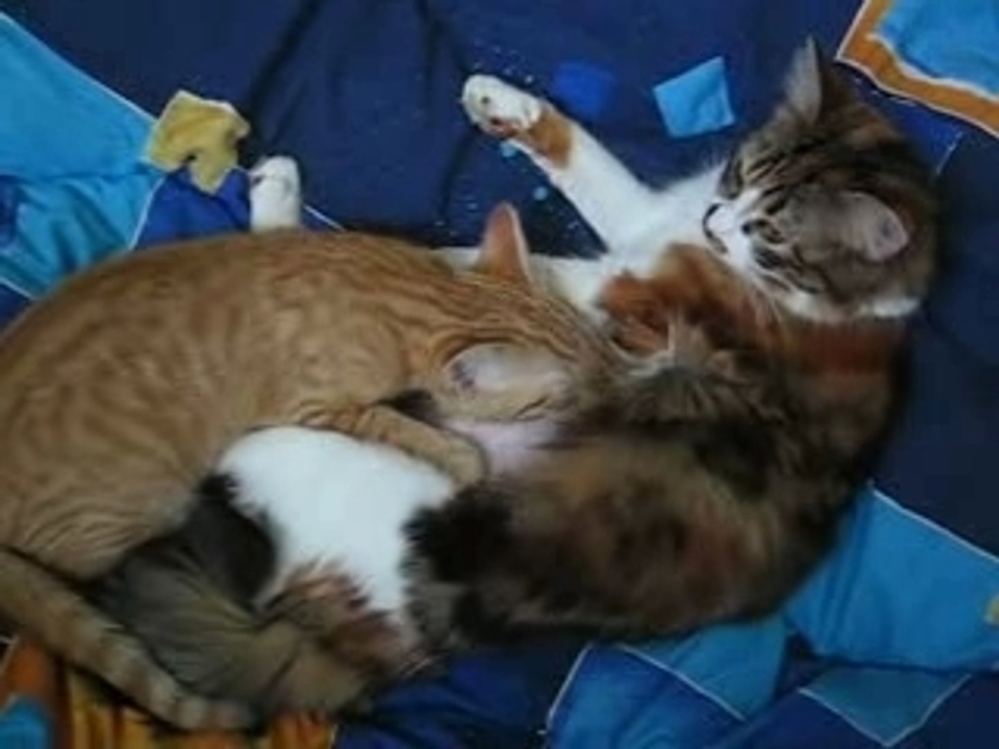 Chaton Qui Tete Video Dailymotion
