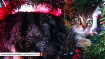 Twitter Is Loving Photos Of Cats In Christmas Trees This Season