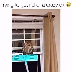 AMAZING Animal VIDEO - The funniest and most hilarious ANIMAL videos compilation