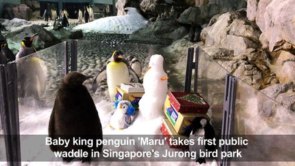 Singapore introduces new baby penguin