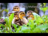 ##Best Cute Baby Animal Videos## Super Funny Animals, Cutest Pets, Lovely Animals Whatsapp video
