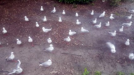 Mouettes vs Tranche de pain