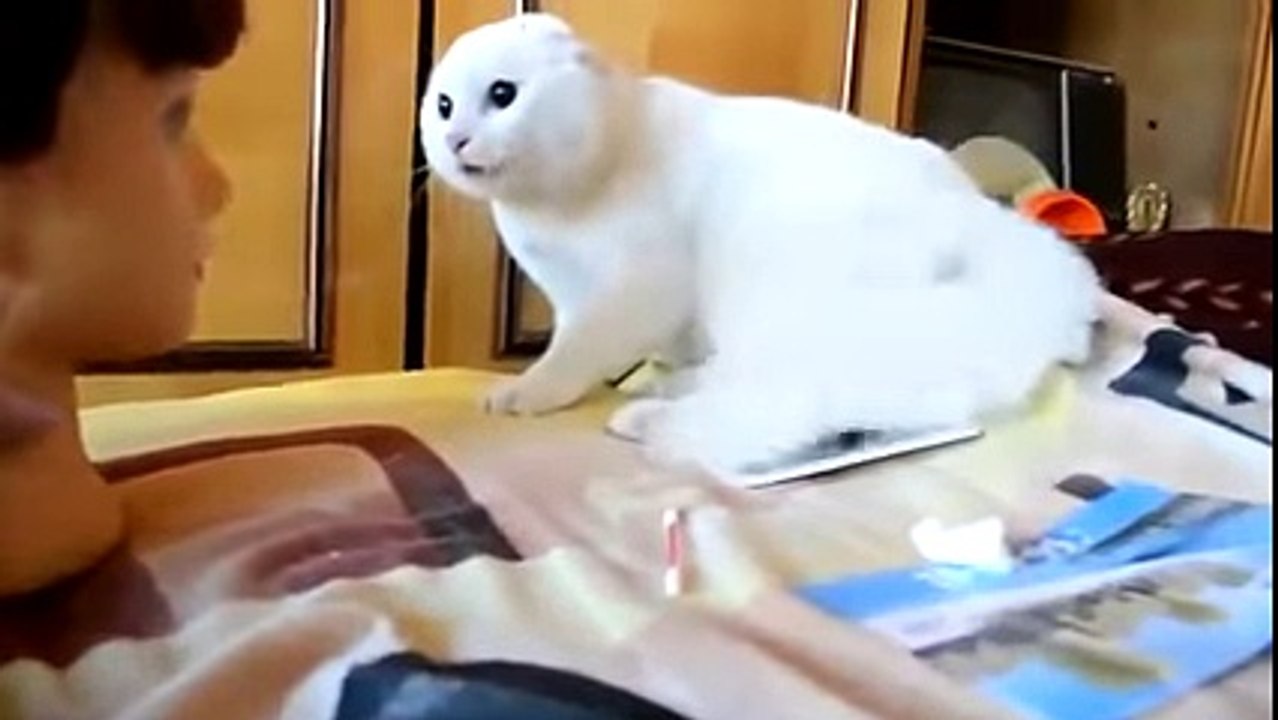 Cats Funny Whatsapp Video Compilation 2018