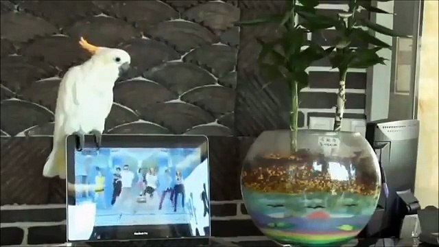 Crazy funny Cat videos, Crazy cats videos, Funny Animals And Cute Animal Videos Compilation 2018