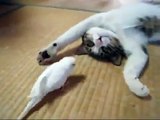 Funny Cat and Bird Video Fails, Crazy Cats Video Fails, Crazy Funny Animals Video 2018