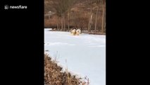 Fluffy puppies run in snow