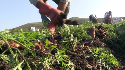 Havuç, üreticisini sevindirdi - HATAY