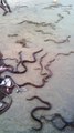 Des milliers de serpents relachés à vizag beach en Inde... Coutume mysterieuse