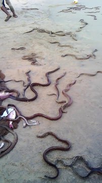 Des milliers de serpents relachés à vizag beach en Inde... Coutume mysterieuse