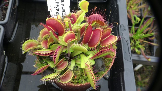 Il nourrit ses 18 plantes carnivores Venus Flytrap