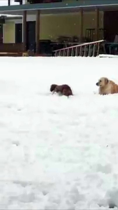 Cocker Spaniel Snow Ball