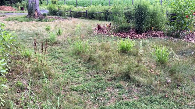 Converting Japanese Beetles into Eggs
