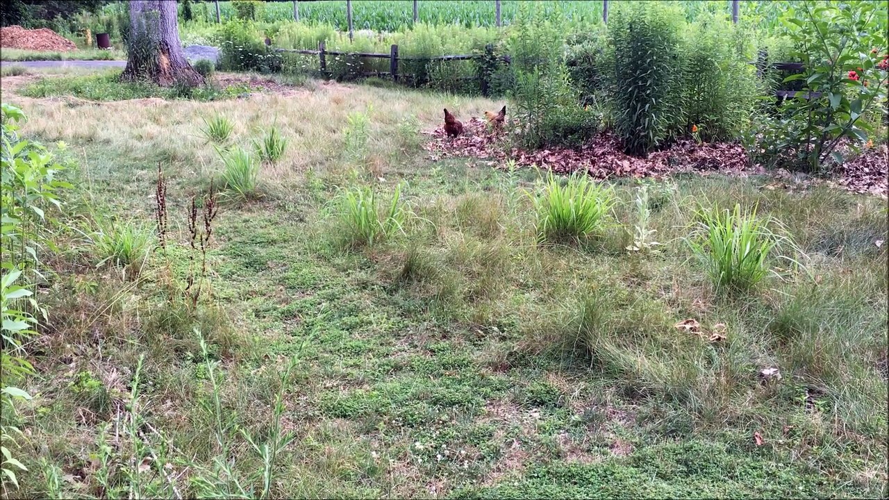 Converting Japanese Beetles into Eggs