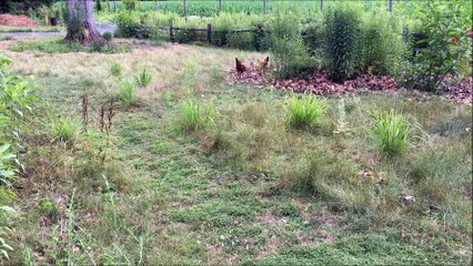 Converting Japanese Beetles into Eggs