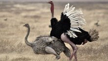A Avestruz Em Dança E Ritual De Acasalamento
