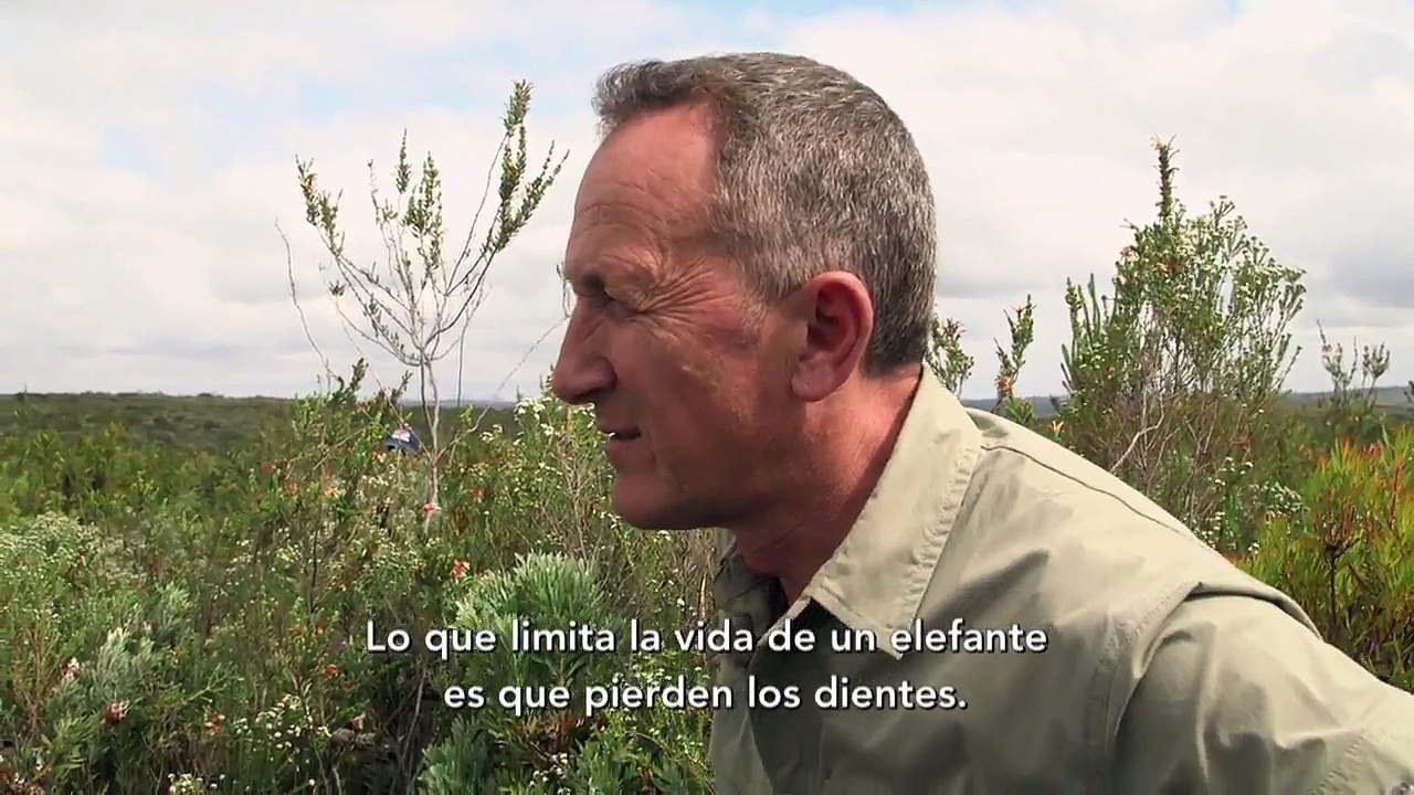 ¡Encuentra al elefante! Rio Salvaje Gondwana Ep 3