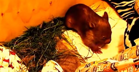 Teaspoon the Wombat Joey Bounces Off the Walls