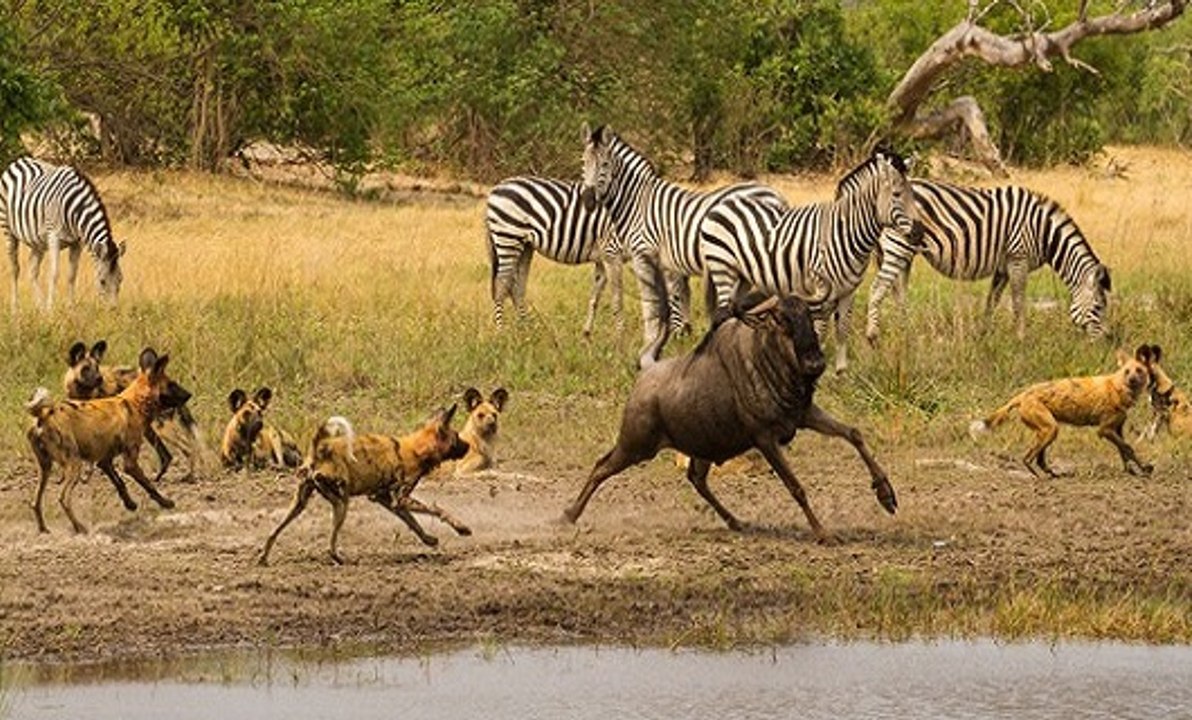 Cães Selvagens Vs Búfalos, Gnus, Zebras, Crocodilos