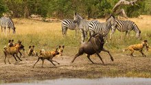 Cães Selvagens Vs Búfalos, Gnus, Zebras, Crocodilos