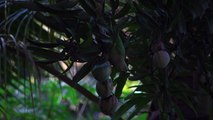 Parrots eating mangoes in the jungle-captures of nature with high-quality 4k