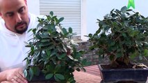 Portulacaria afra y ficus green emerald bonsai-Ayezzhcf6hA