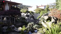 The bonsai garden of  LUIS BALINO-_Rl6IDpLYf4