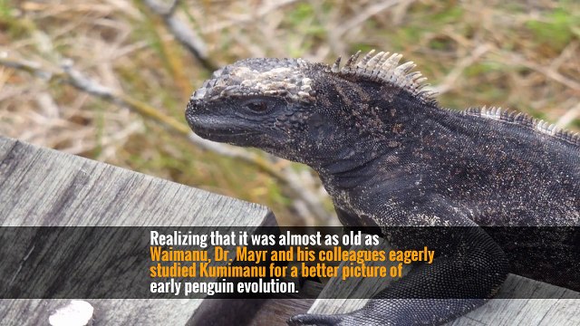 Ancient Penguins Were Giant Waddling Predators