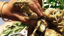 Adenium - How to Cut Extra Roots of Adenium Plant  _ 27 Sep, 2017-JH0qFmTxGXE