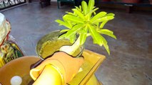 Adenium - How to give Shape to Adenium Roots _ Fun Gardening _ 23 Aug, 2017-OlQW45Mh_PE