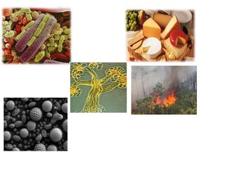 Basics of bio energy