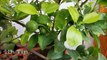 9 Easy Tips for Growing Lemons-nD5qnZ4bMX8