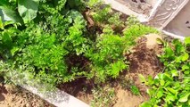 Best Vegetables to grow at home _ घर पर उगने वाली सब्जियां _ 29 Oct, 2017 _ Fun Gardening-AU1AM9Yyzqc