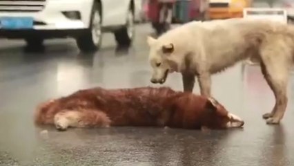 Ölen Arkadaşı İçin Hıçkıra Hıçkıra Ağlayan Köpek
